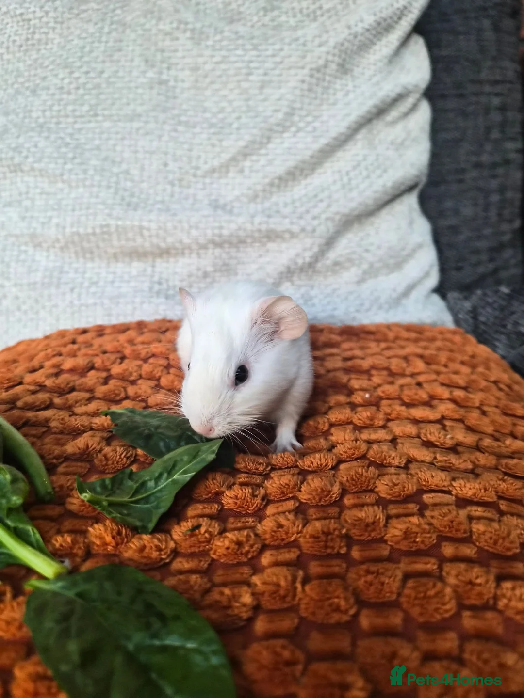 Guinea Pig rodents for sale: Baby guinea pigs - Advert 2