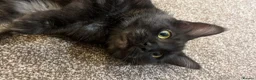 Maine Coon cats for sale: 🔥full Maine coon ready to leave 🔥 - Advert 5