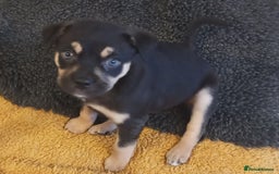 Mixed Breed dogs for sale: Pug X Collie pups (Pugollies) 3 Boys 2 Girls - Advert 4