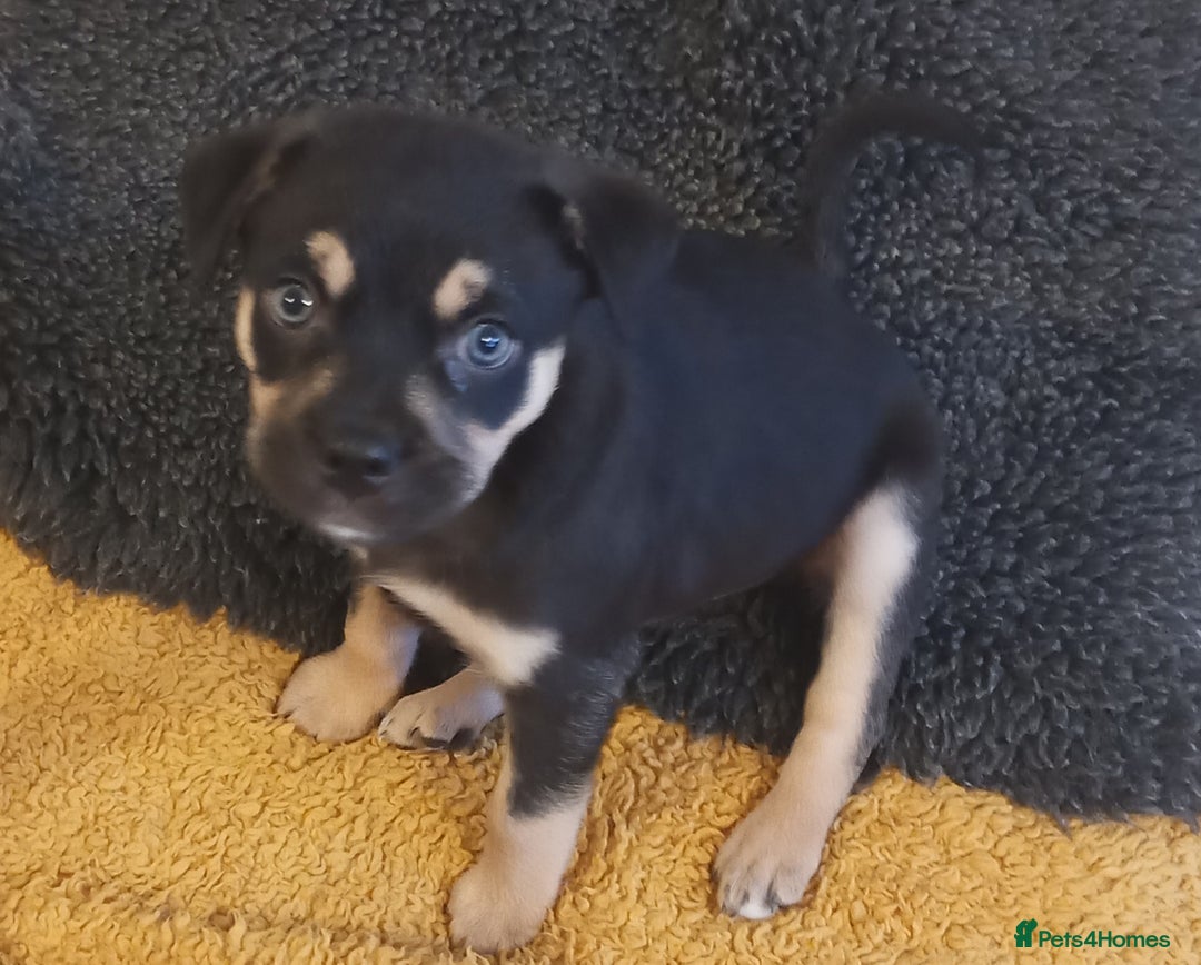 Mixed Breed dogs for sale: Pug X Collie pups (Pugollies) 3 Boys 2 Girls - Advert 4