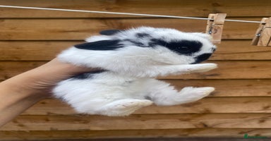 Mini Lop rabbits - Advert 2