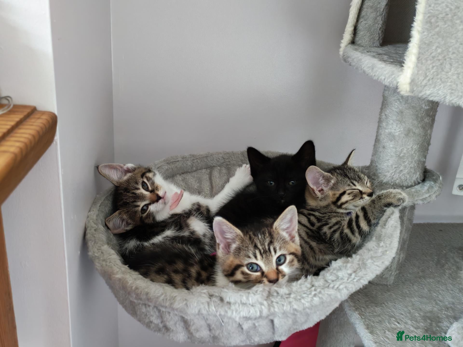 Domestic Shorthair cats Ready for their new loving  home. No time wasters. - Advert 6