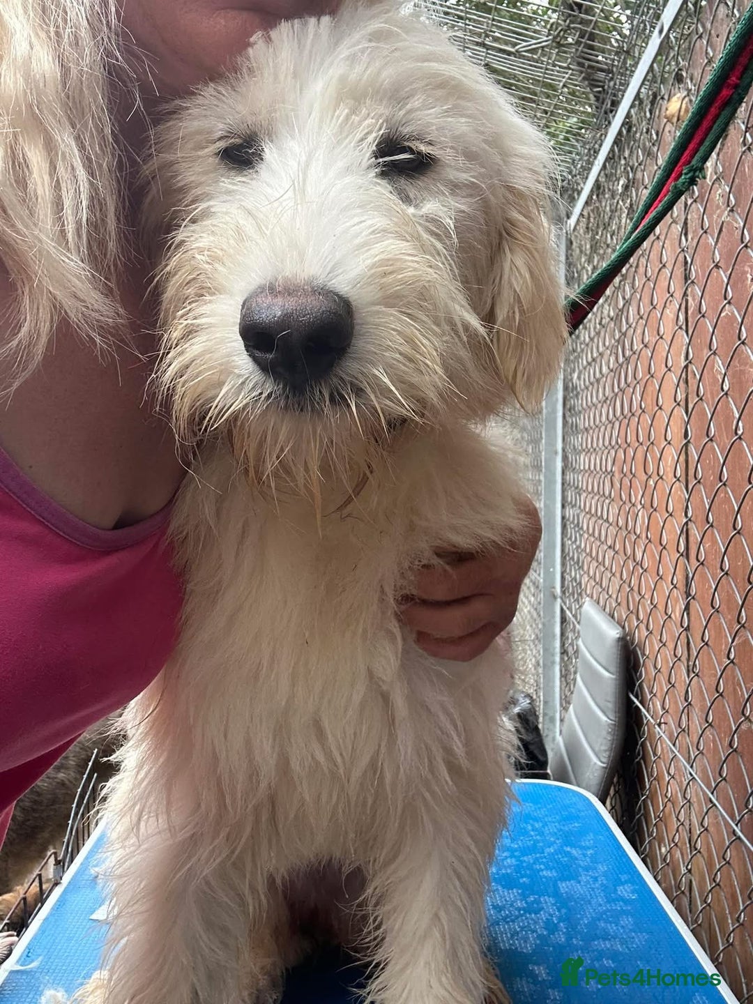 Mixed Breed dogs for adoption: Poppy - Norwich Norfolk  - Image 1
