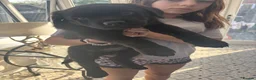 Mixed Breed dogs for sale: Rottweiler x Presa Canario - Advert 30