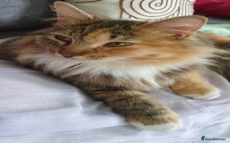 Maine Coon cats for sale: Maine coon mixed breed - Image 7