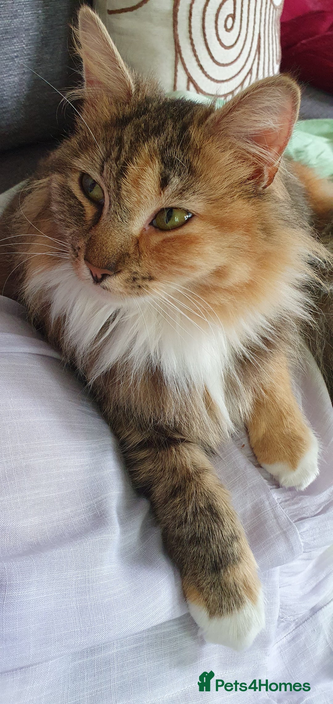 Maine Coon cats for sale: Maine coon mixed breed - Image 7