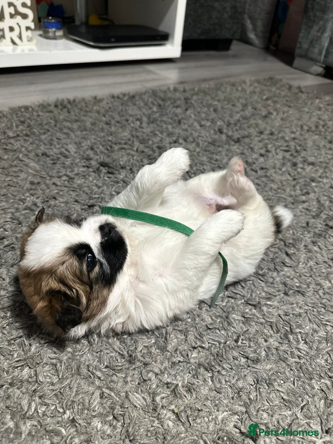 Mixed Breed dogs for sale: 6 beautiful Shih Tzu/Pomerianian puppies !  - Image 8