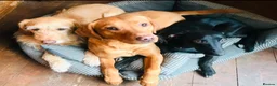 Labrador Retriever dogs for sale: Fox Red Labrador retriever puppies for sale   in Gillingham - Advert 4