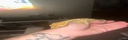 Gecko reptiles for sale: Female Harlequin Crested Gecko – Proven Breeder 🦎 - Advert 3