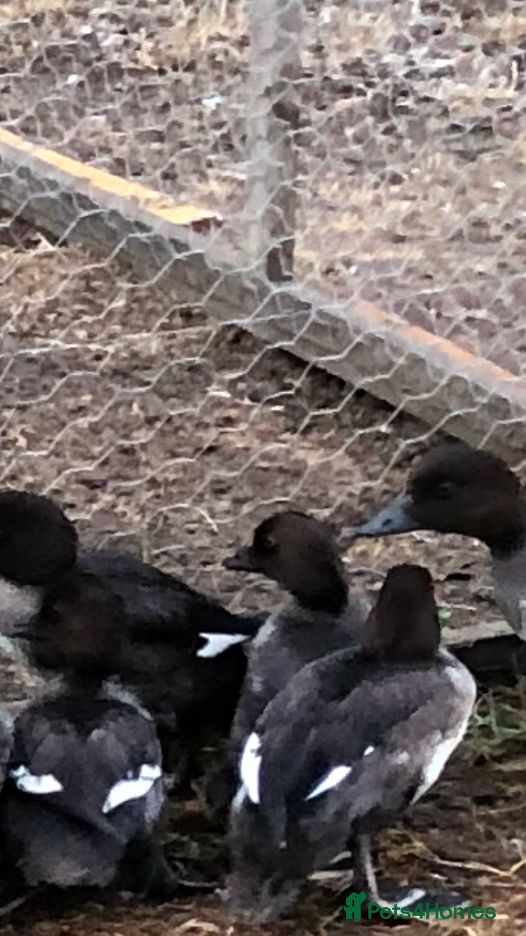 Mixed Breed birds for sale: Ornamental ducks and geese for sale - Image 8