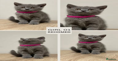 British Shorthair cats - Advert 15