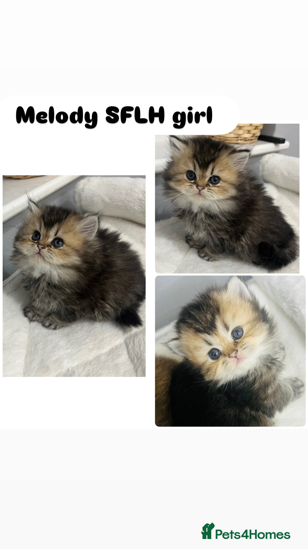 Scottish Fold cats for sale: Pure breed Pedigree SF kittens  - Advert 5