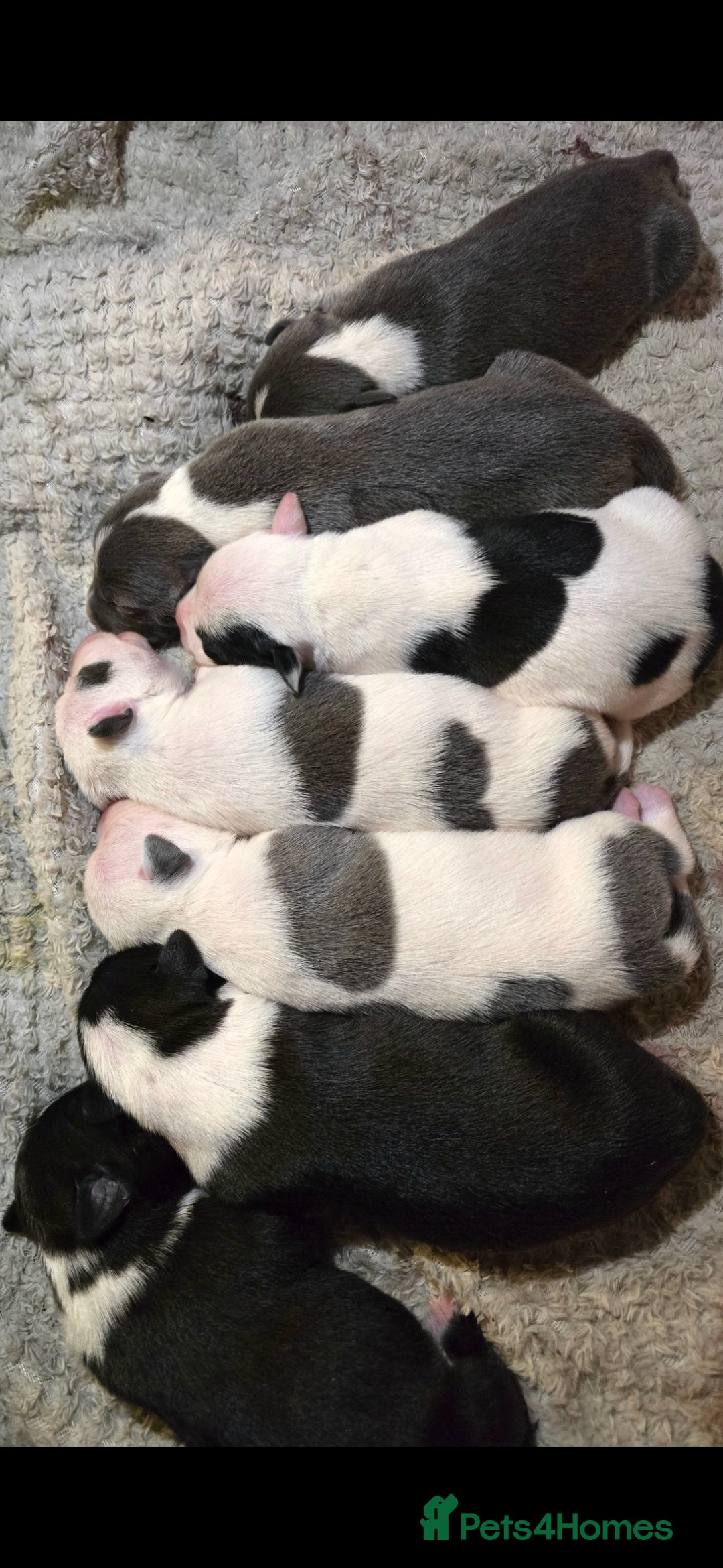 Staffordshire Bull Terrier dogs Staffordshire terrier puppies  - Advert 1