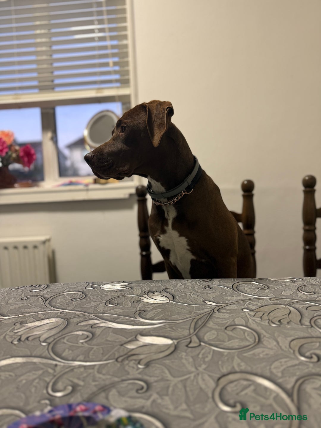 Mixed Breed dogs for sale: Weimaraner x Staffordshire Bull Terrier Female - Advert 5