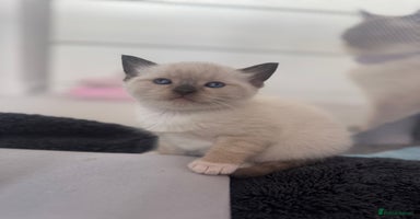 Ragdoll cats - Advert 3