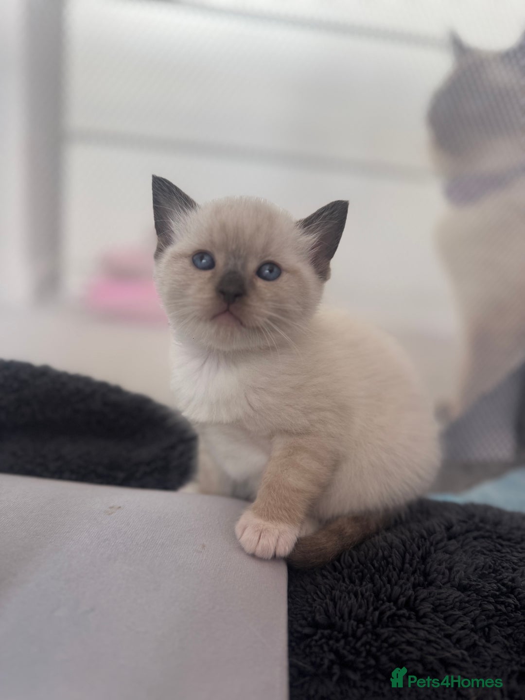 Ragdoll cats for sale: Beautiful Ragdoll kittens open to reasonable offer - Image 1