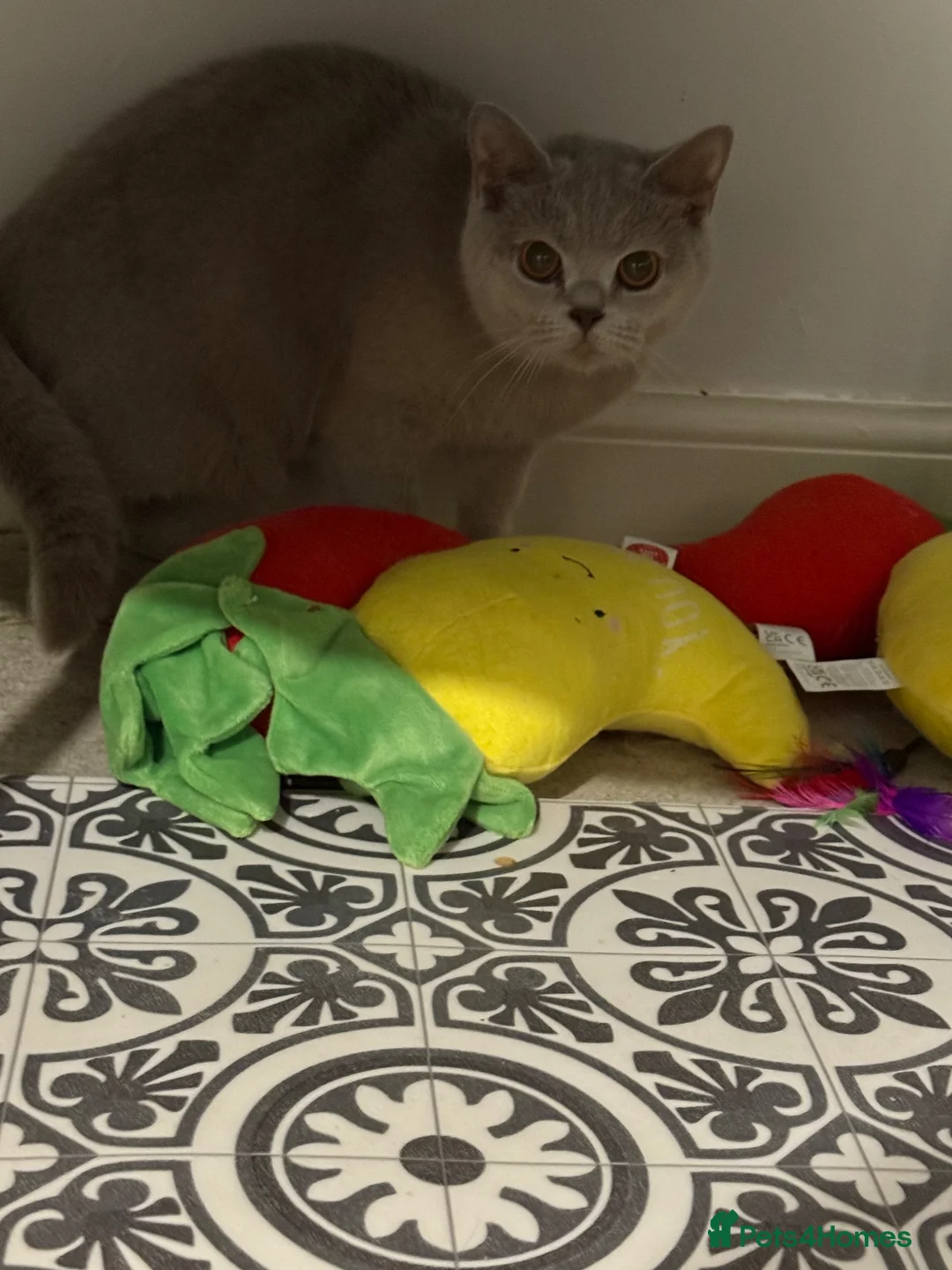 British Shorthair cats for sale: 🌟 GCCF Registered British Shorthair Female  - Advert 1