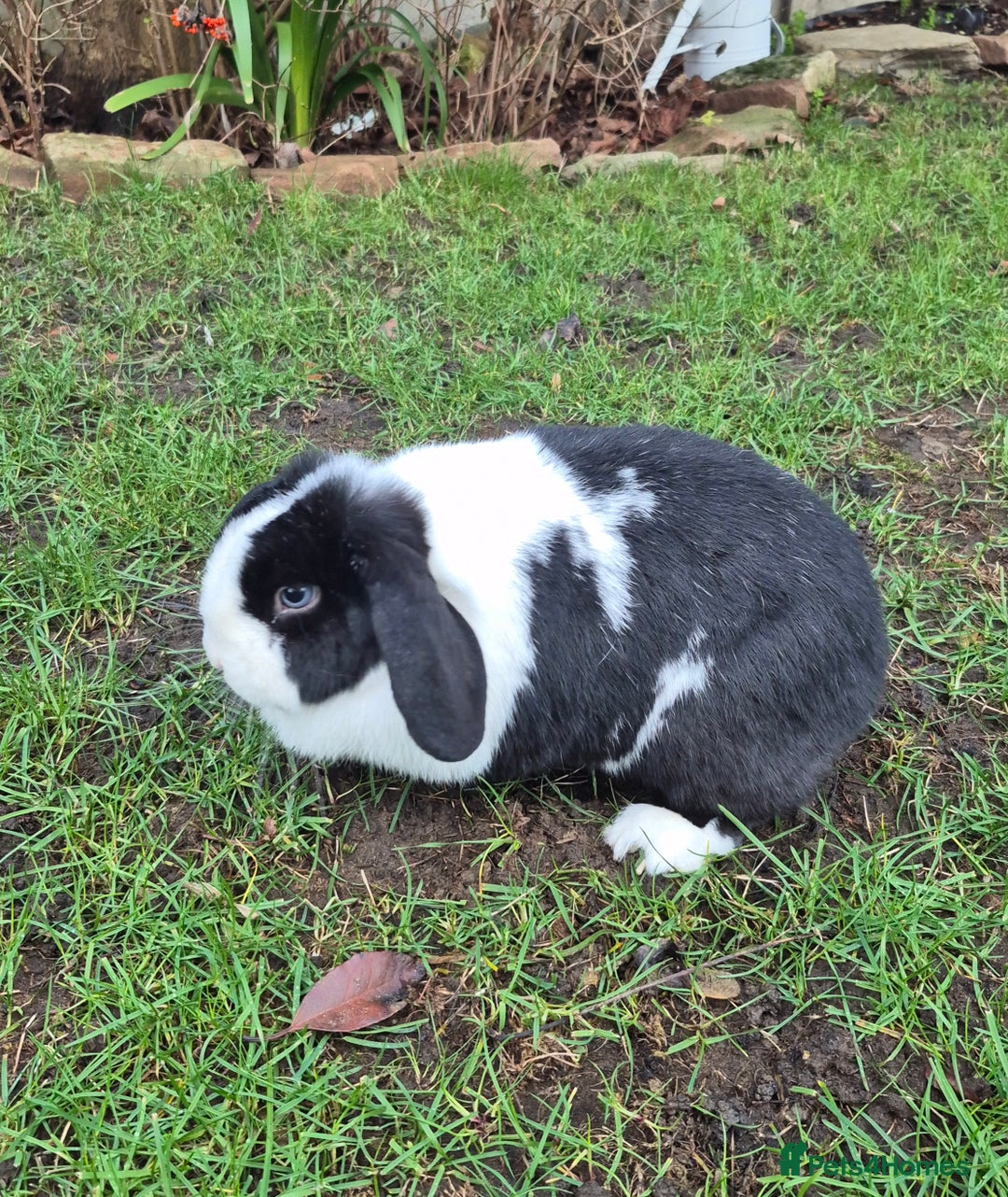 Mini Lop rabbits for sale: Mini lop doe - Advert 3