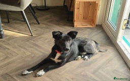 Mixed Breed dogs for adoption: Zorro for adoption - Image 21