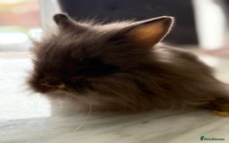 Netherland Dwarf rabbits for sale: 1/2 Netherlands dwarf 1/2 lion head dwarf babies - Image 3