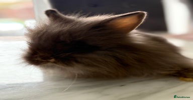 Netherland Dwarf rabbits - Advert 4