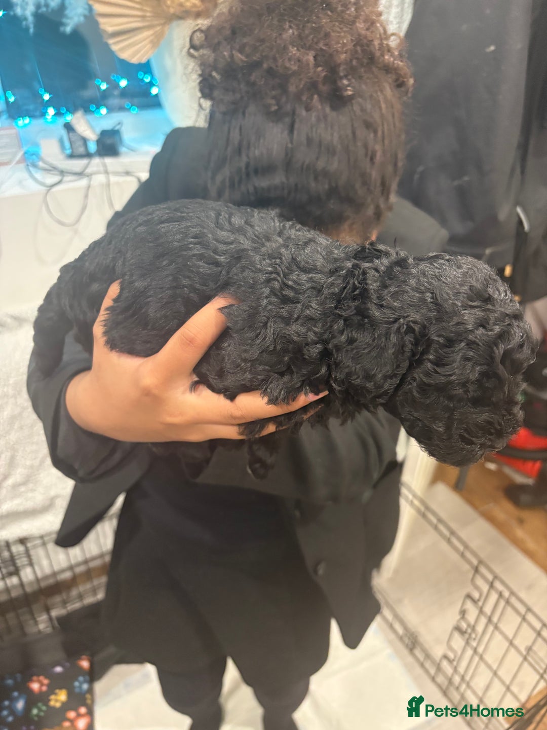 Cockapoo dogs for sale: Gorgeous Litter  - Advert 7