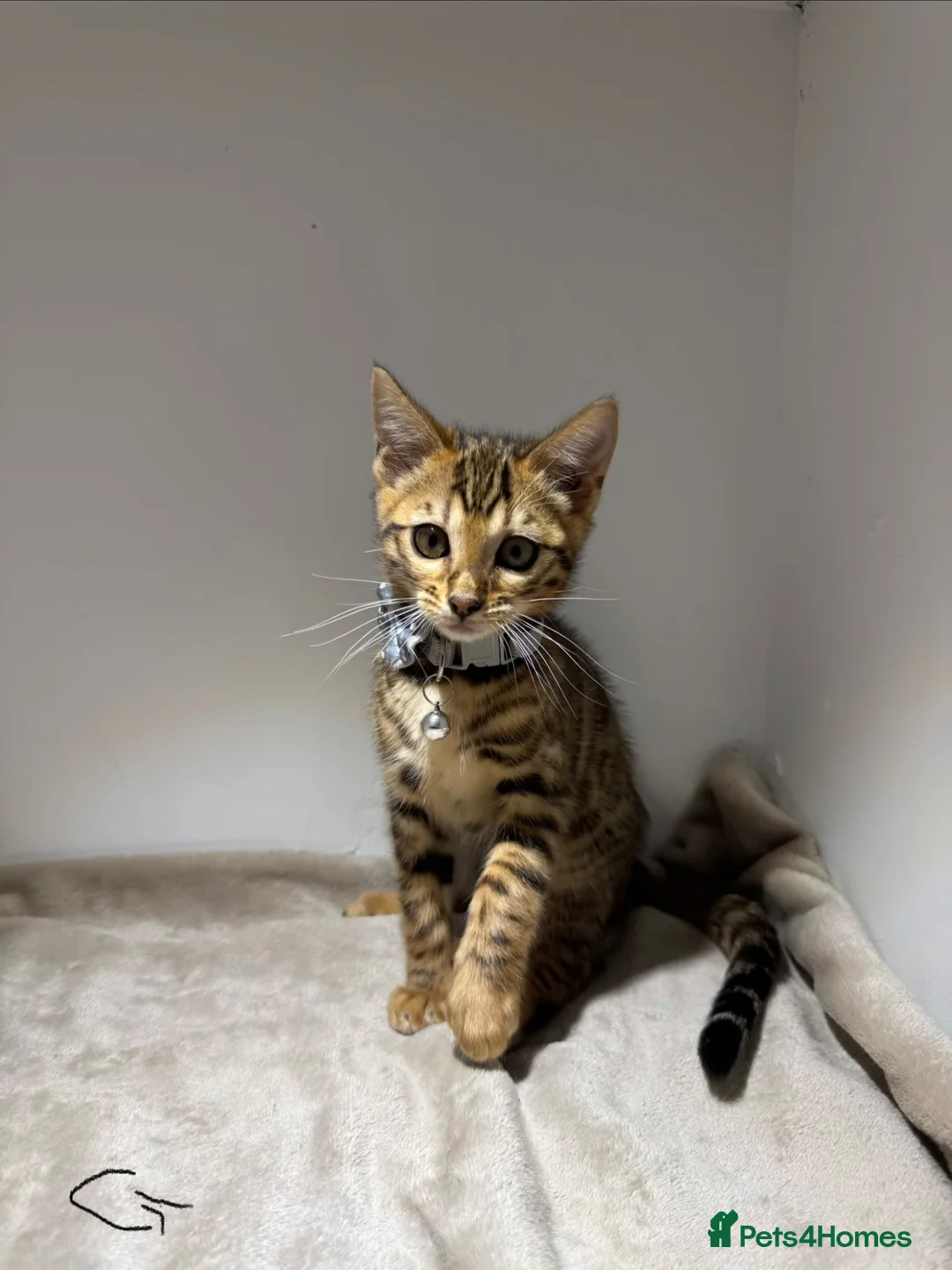 Bengal cats for sale: Tica Registered Pedigree Bengal kittens in Leeds - Advert 2