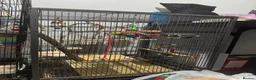 Budgerigars birds for sale: Two beautiful budgies  - Advert 3