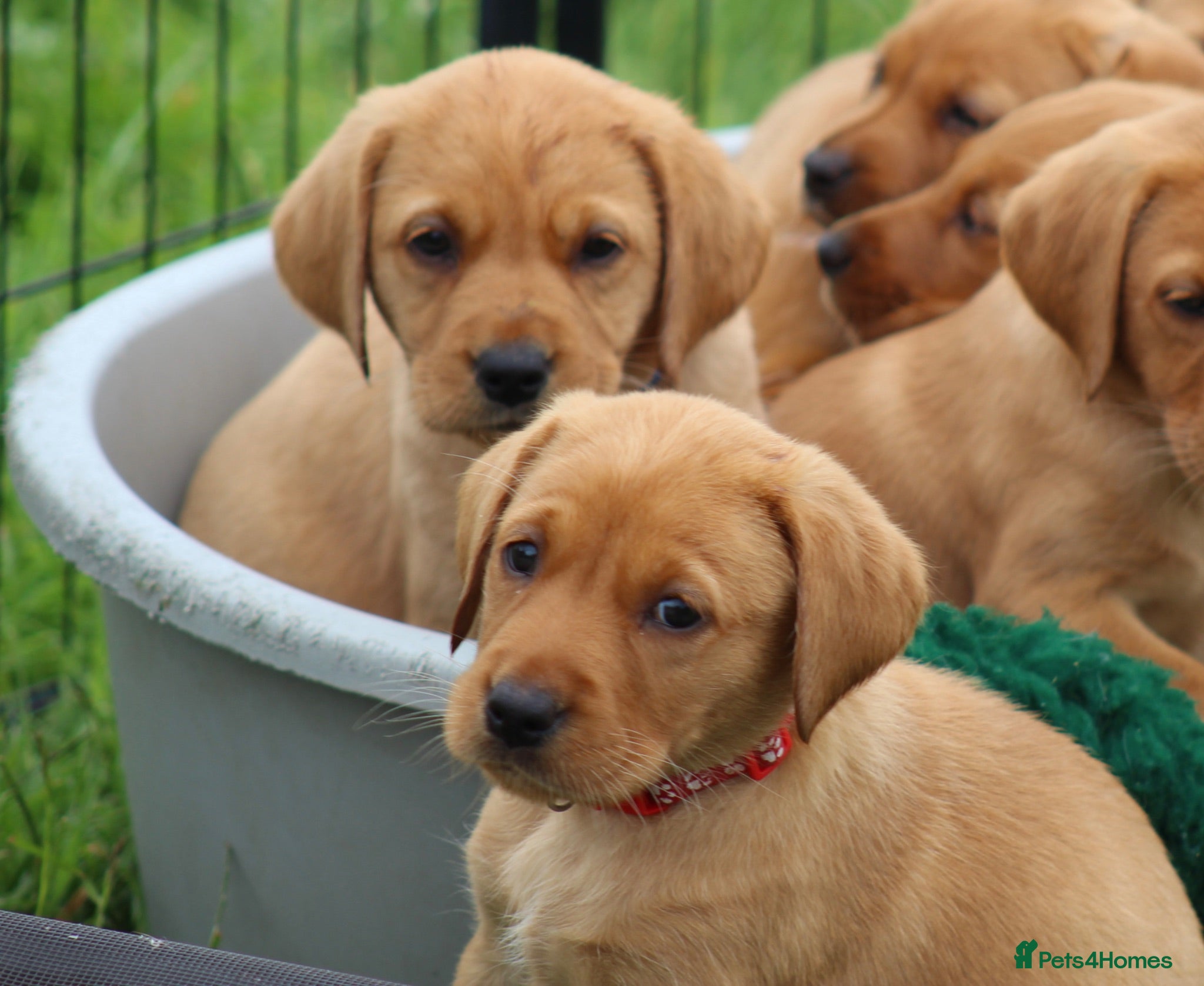 Labrador Retriever dogs *Ready Now* Labrador Puppies For Sale  - Advert 1