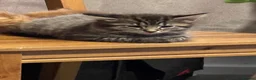 Mixed Breed cats for sale: Two female kittens ready to go now in Bury Saint Edmunds - Advert 3