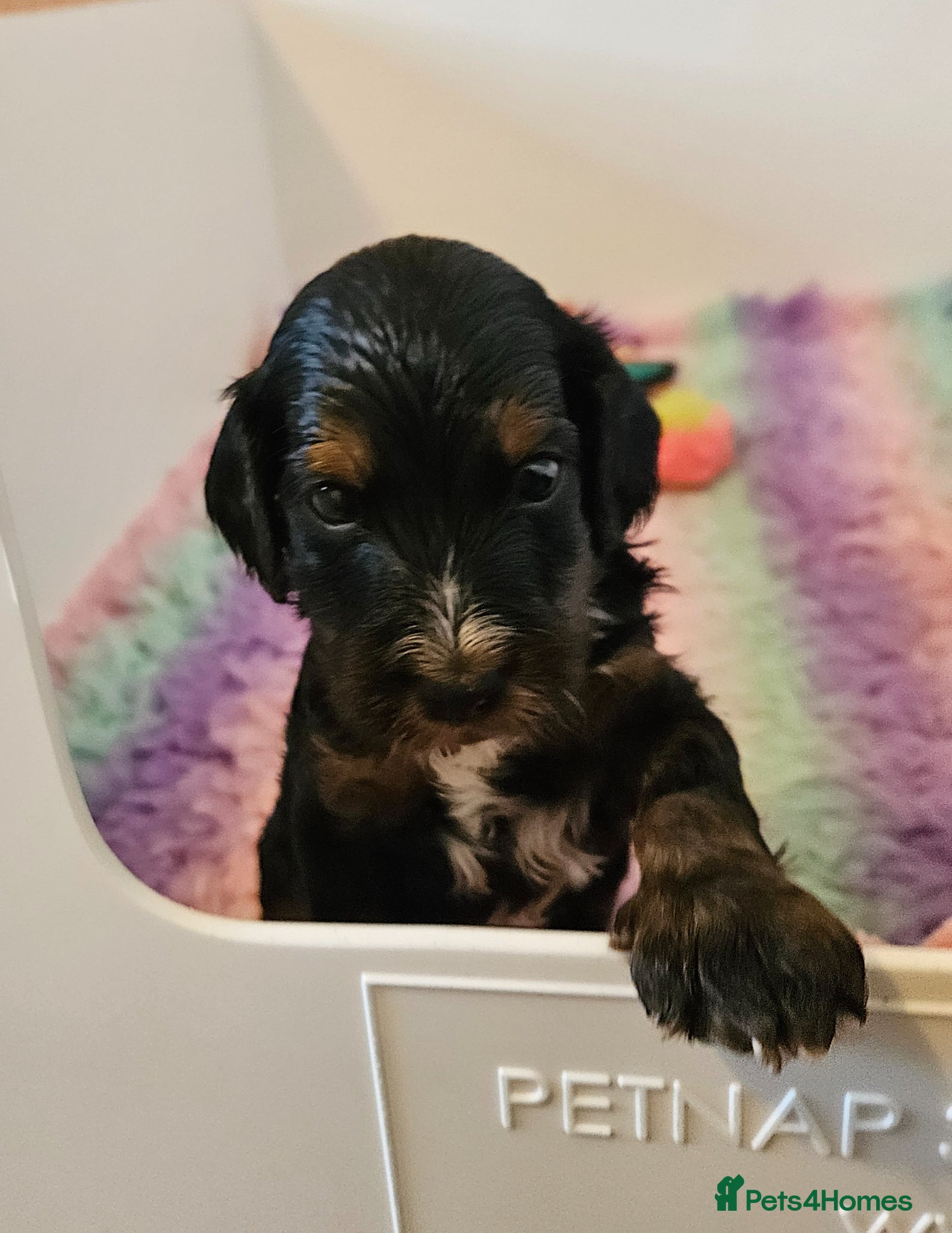 Cockapoo dogs Licensed insured breeder! Show-type cockapoo boys - Advert 2