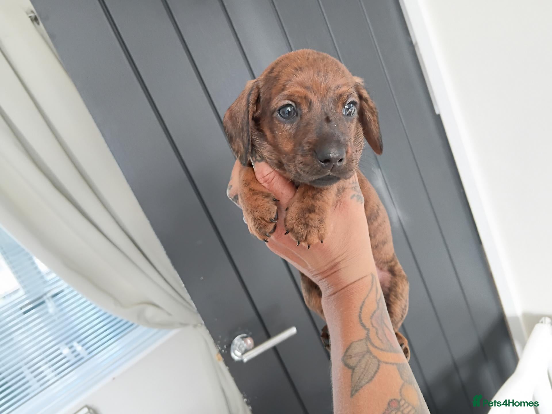 Miniature Dachshund dogs MINI DACHSHUND PUPS. PRA CLEAR.  - Advert 19