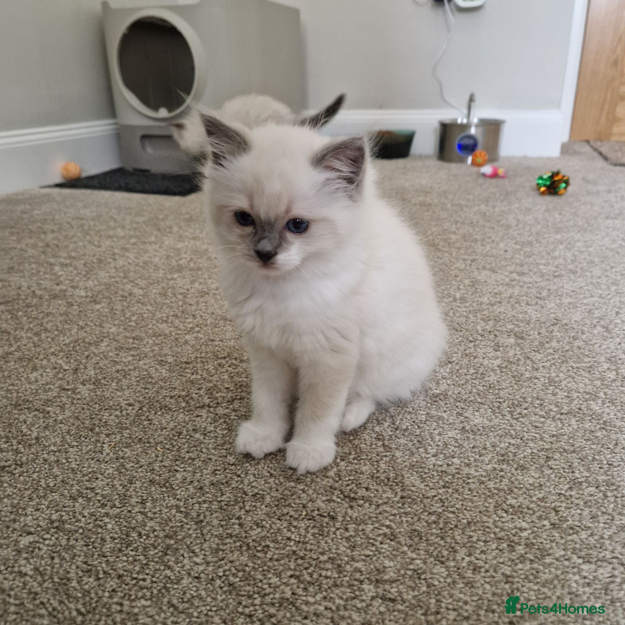 Ragdoll cats 💜 Pure Blue Mitted Female Ragdoll; Ready 2nd July - Advert 2