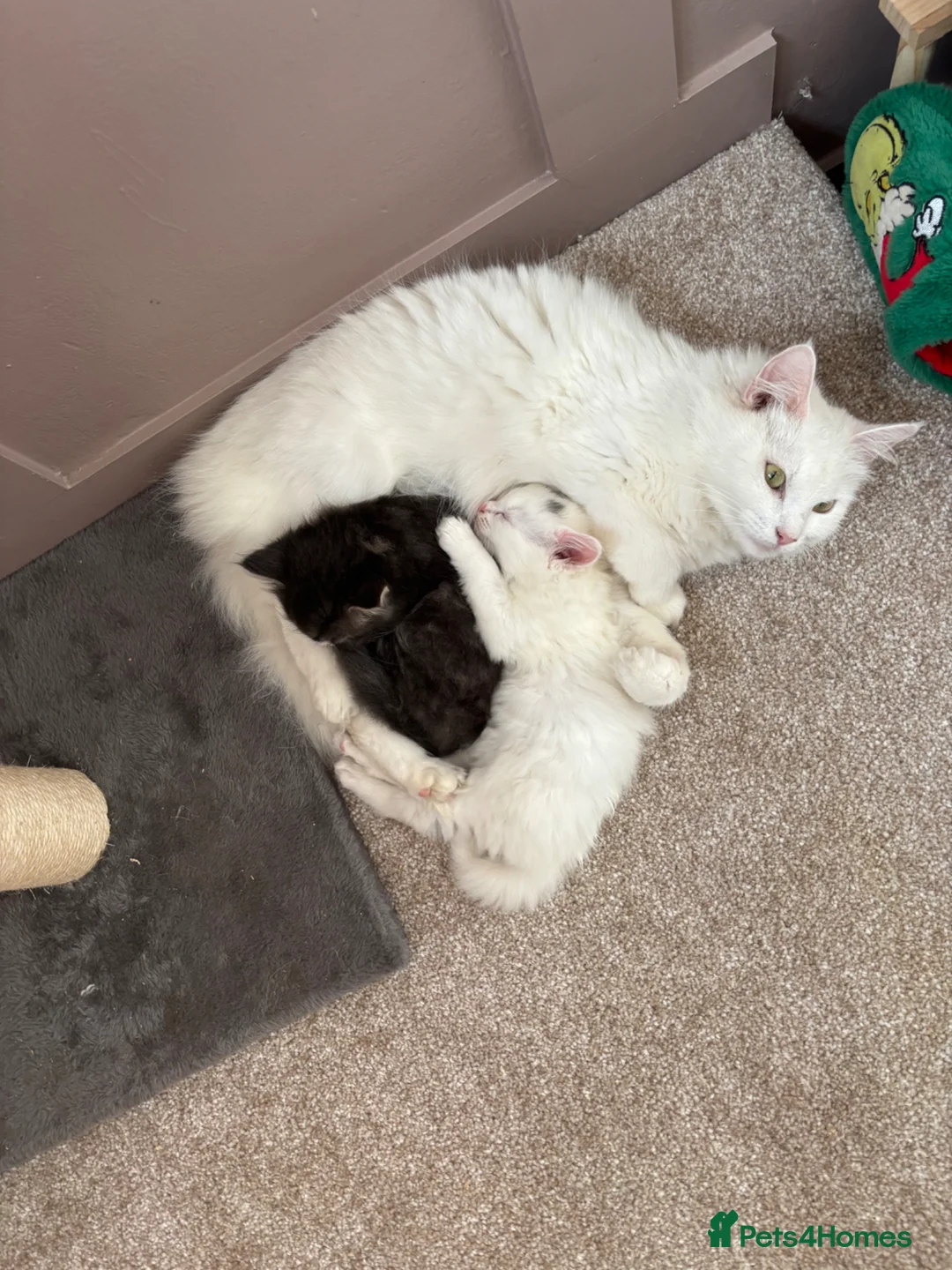 Mixed Breed cats for sale: 2 beautiful 😻 gril kittens  - Advert 20