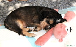 Cocker Spaniel dogs for sale: KC registered Cocker Spaniel puppies - Image 5