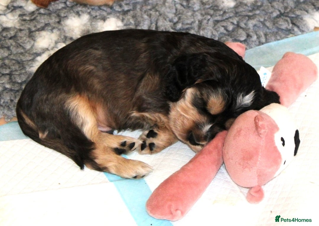 Cocker Spaniel dogs for sale: KC registered Cocker Spaniel puppies - Image 5