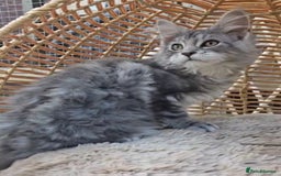 Maine Coon cats for sale: VARIOUS FULL PEDIGREE MAINE COON KITTENS FOR SALE in Rotherham - Image 12