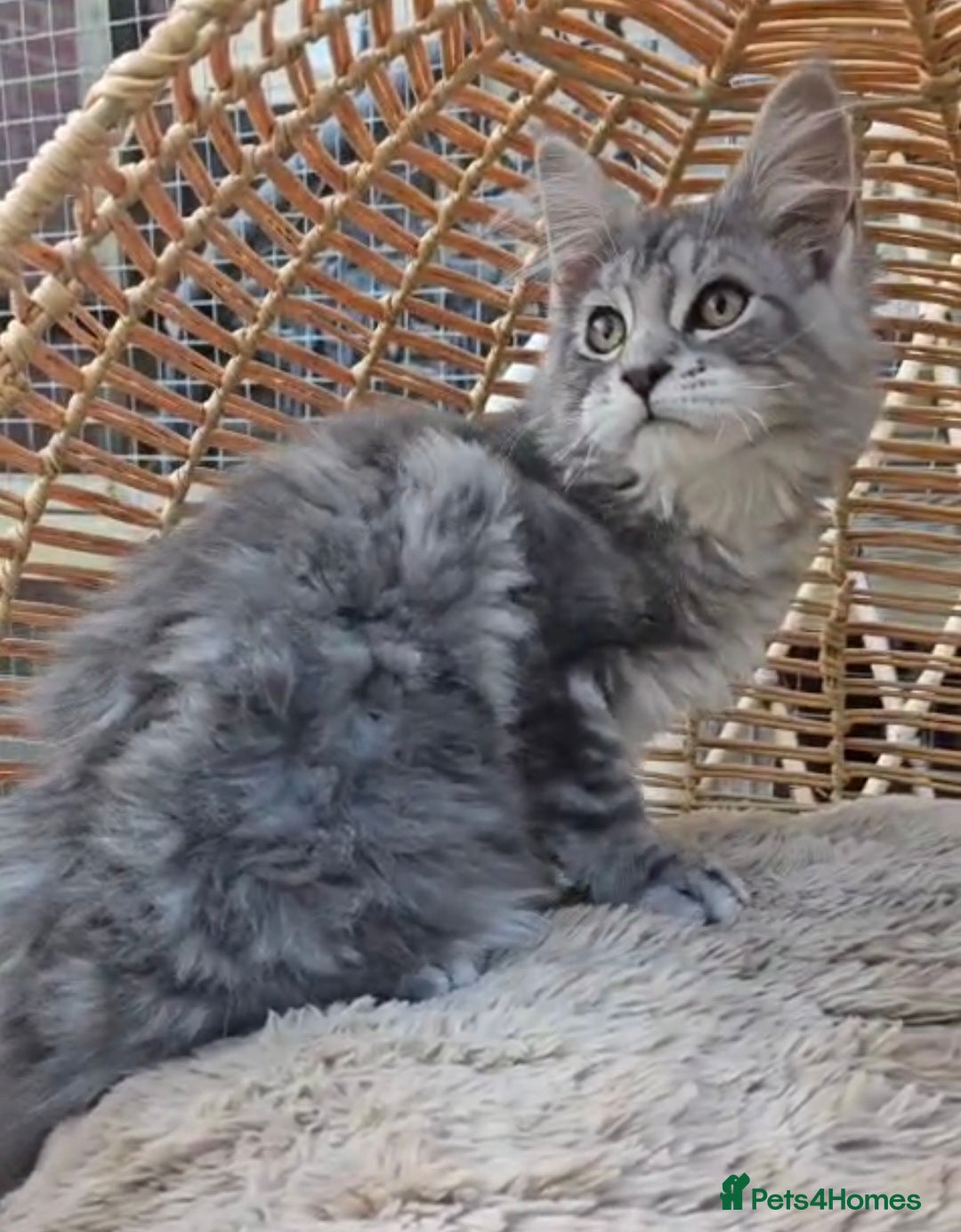 Maine Coon cats for sale: VARIOUS FULL PEDIGREE MAINE COON KITTENS FOR SALE in Rotherham - Image 12