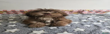 Shih Tzu 3