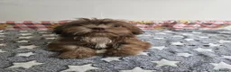 Shih Tzu dogs for sale: Chocolate/ Liver Shih Tzu Puppies - Advert 5