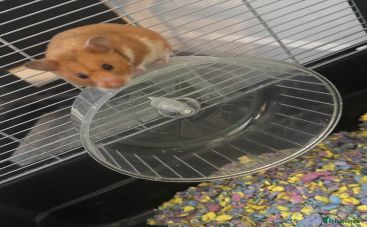 Hamster rodents - Advert 16