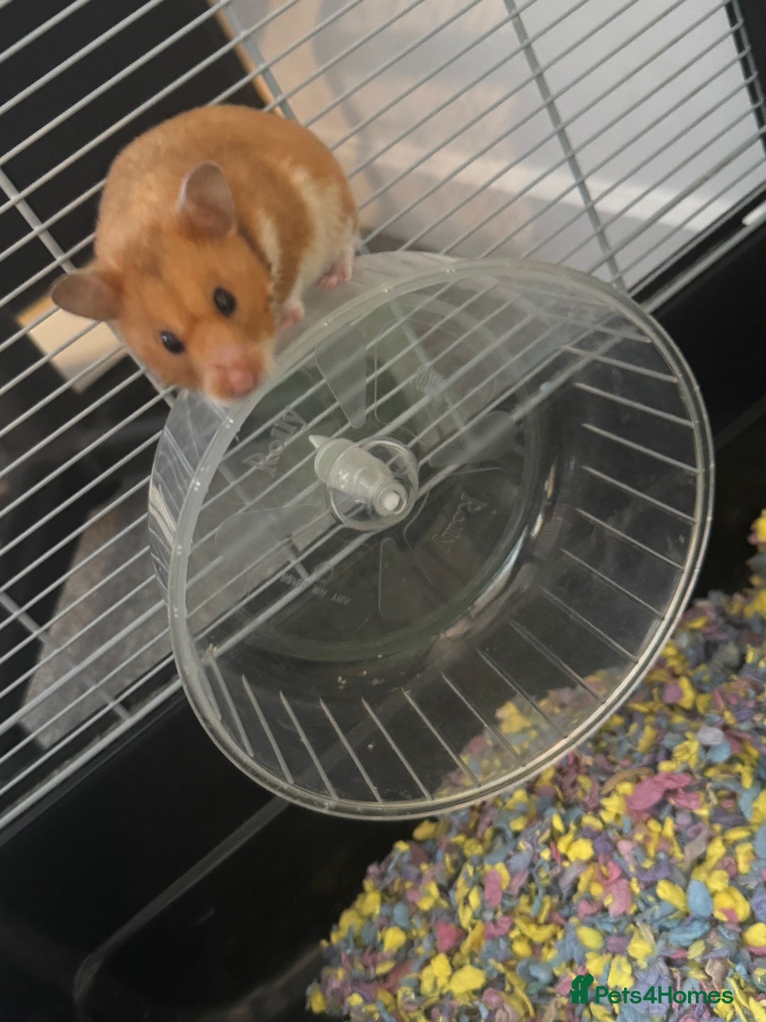 Hamster rodents for sale: Hamster  - Image 1