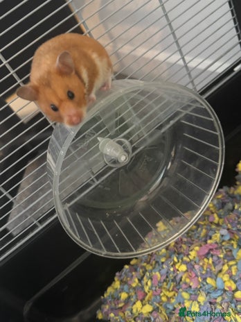 Hamster rodents - Advert 8
