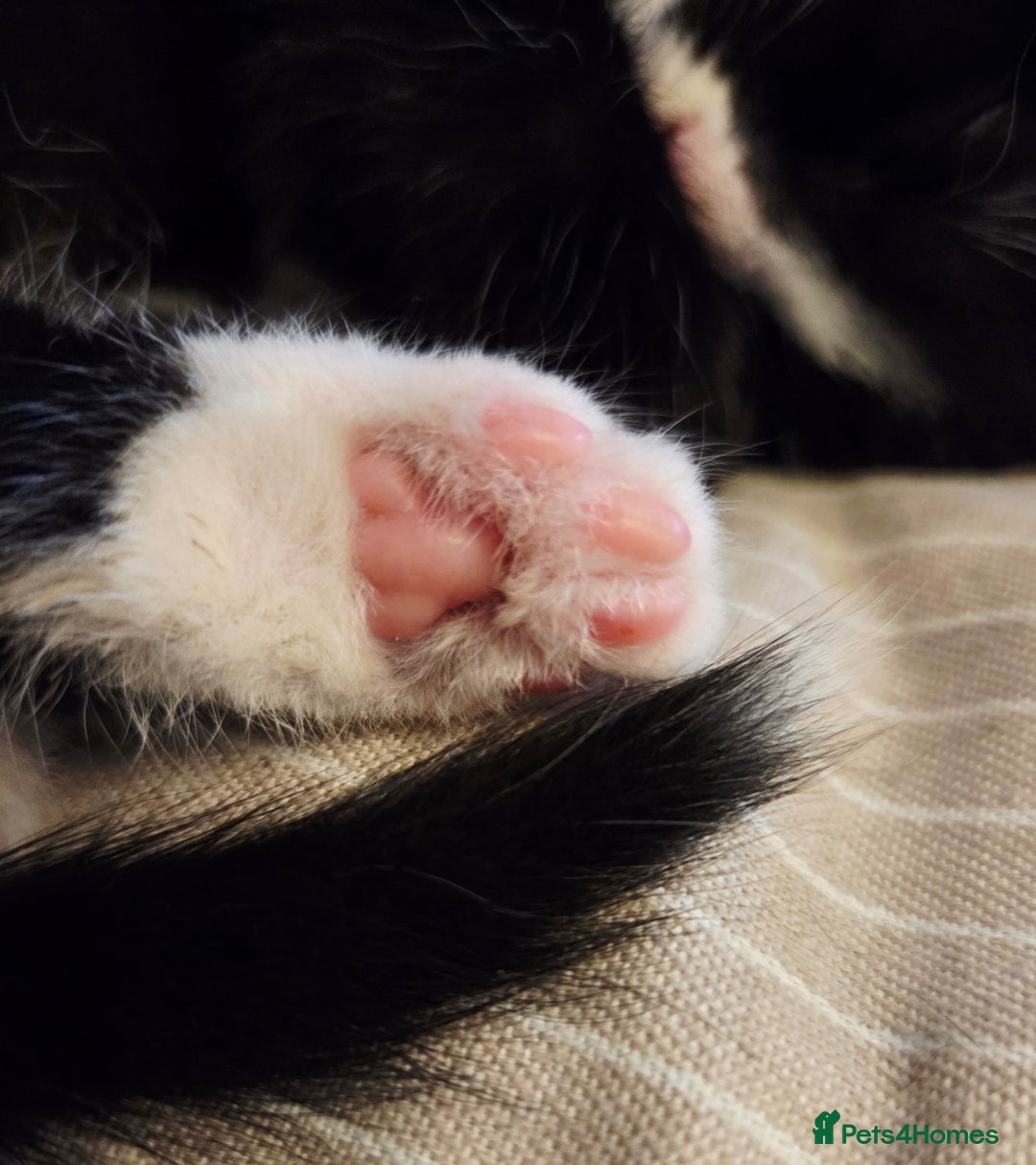 Mixed Breed cats for sale:  **  Beautiful  **  Kittens  **  - Advert 9