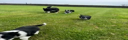 Border Collie dogs for sale: Border Collie Puppy’s litter of 6 gorgeous pups.  - Advert 37