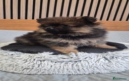 Pomeranian dogs for sale: Beautiful Pomeranian Puppies - Advert 13