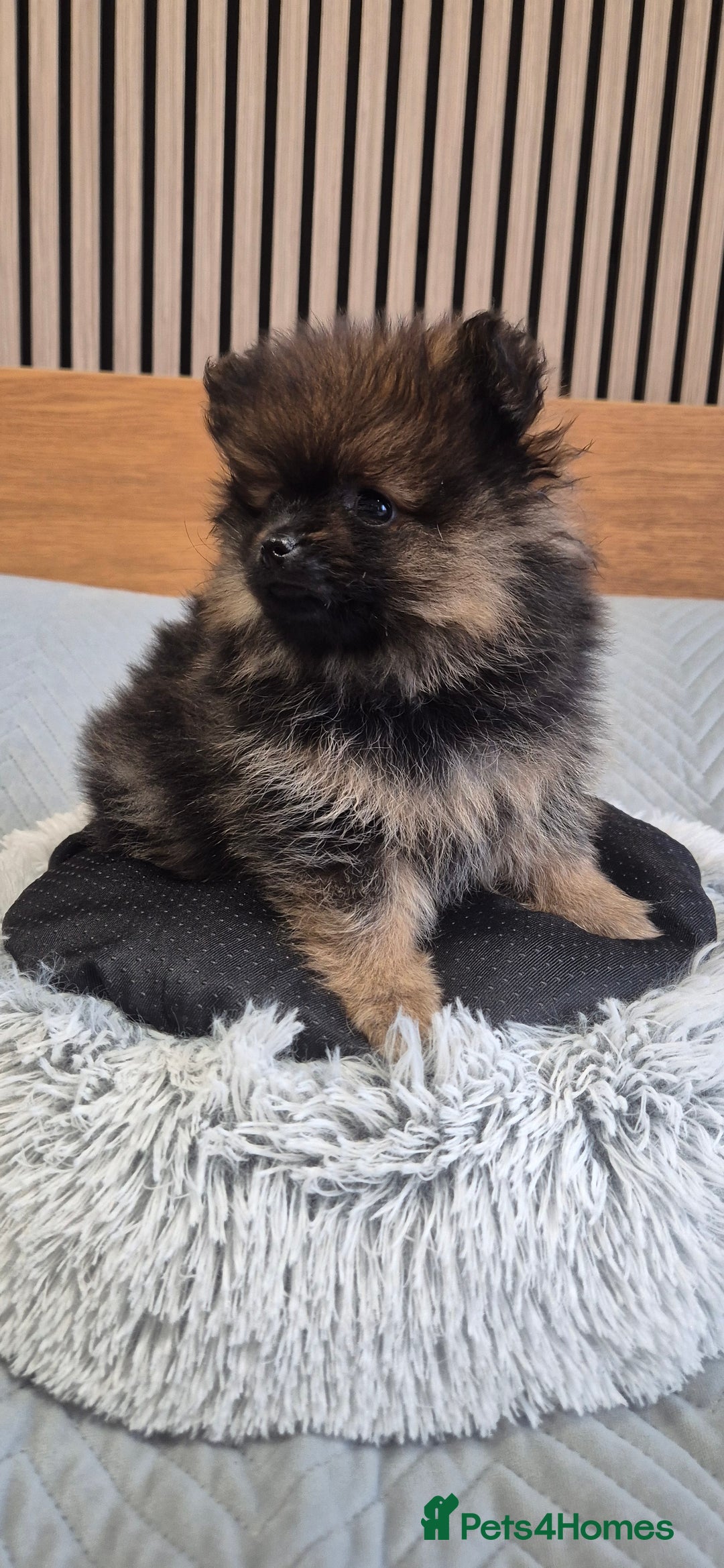 Pomeranian dogs for sale: Beautiful Pomeranian Puppies - Advert 13