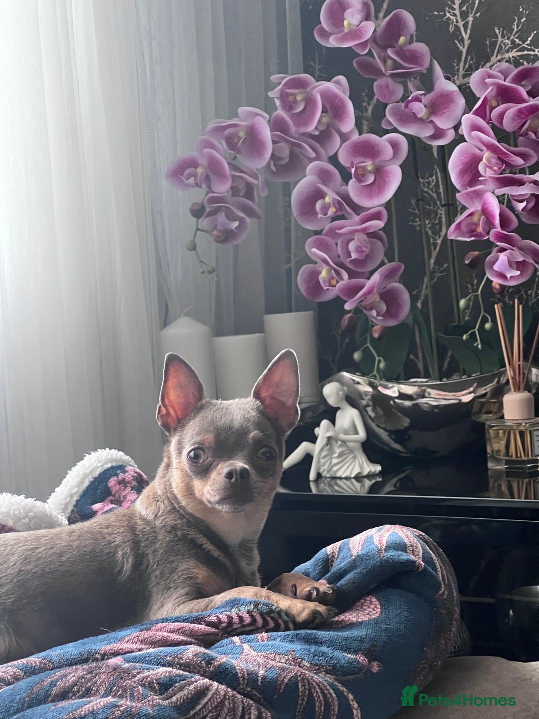 Chihuahua dogs for sale: Adorable apple head short coat chihuahua puppies.  - Image 8