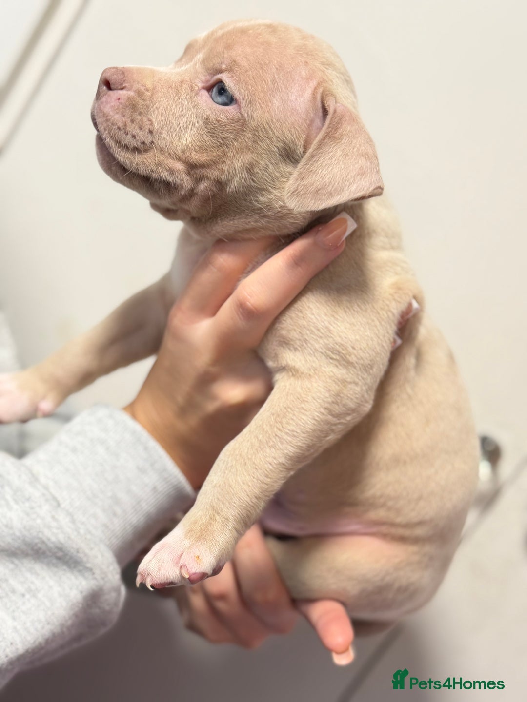 American Bully dogs for sale: Pocket x standard American bully - Advert 7