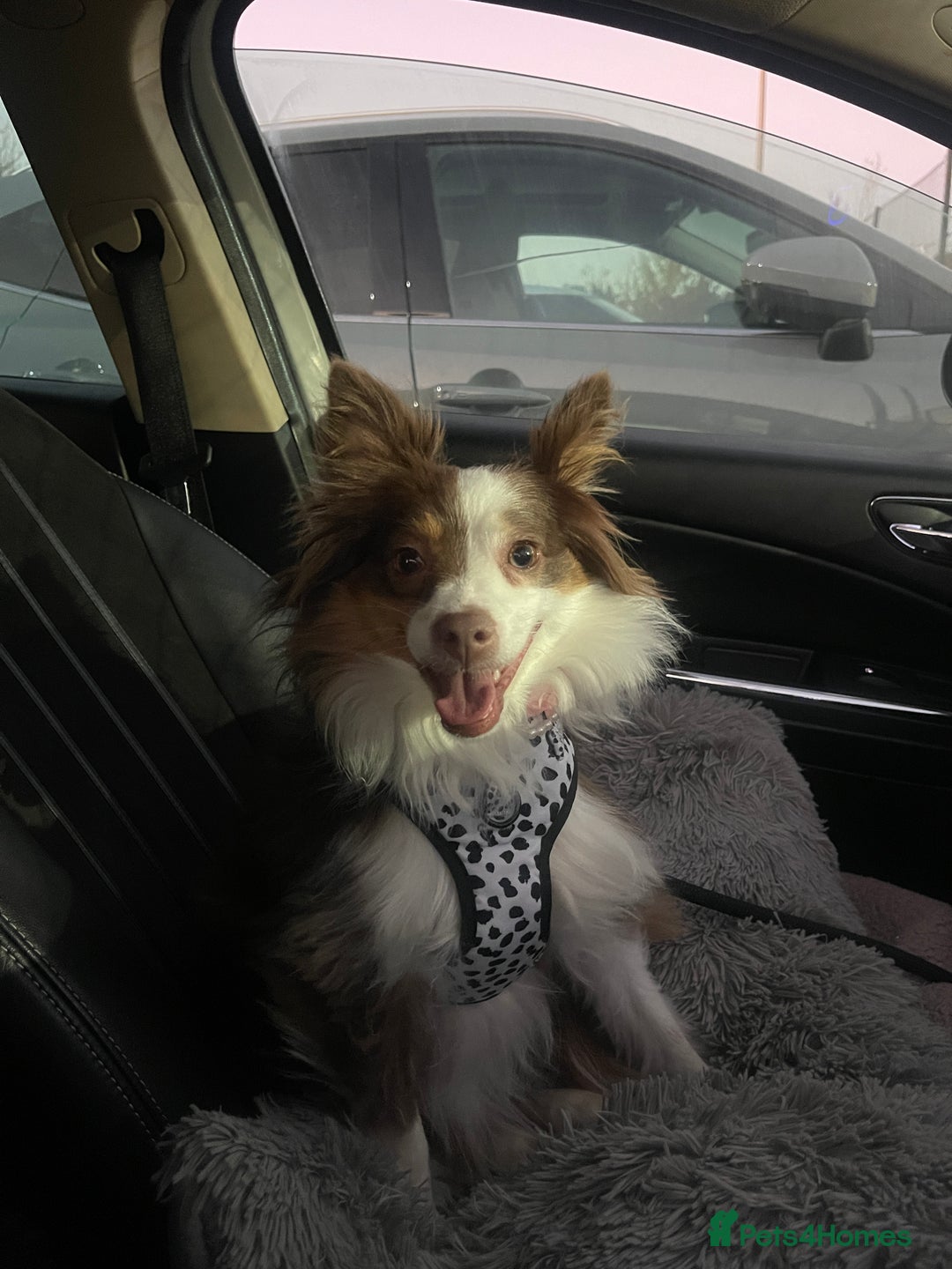 Australian Shepherd dogs for sale: Loving Toy Australian Shepherd - Image 5